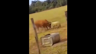 Sheep VS Bull - David versus Goliath