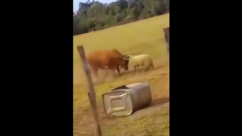 Sheep VS Bull - David versus Goliath