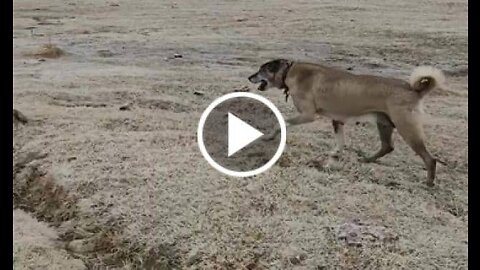 Famela Kangal Shepherd Dog