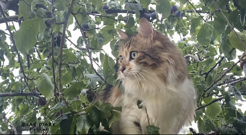 Tree Climbing | DearDiaryTingTing | #CatVlog #OutdoorNature #PawsExplore