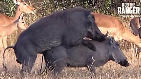 Warthogs Making Babies | African Safari Sighting