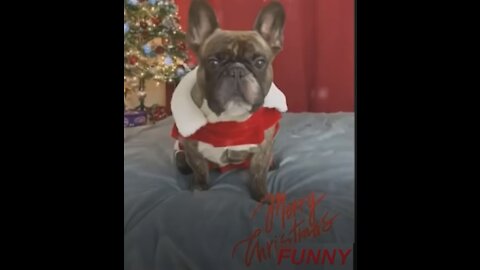 CHRISTMAS TIME - FUNNY DOGS MEMES COMPILATION