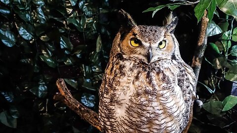 INSIDE a Owl Cafe in Japan!