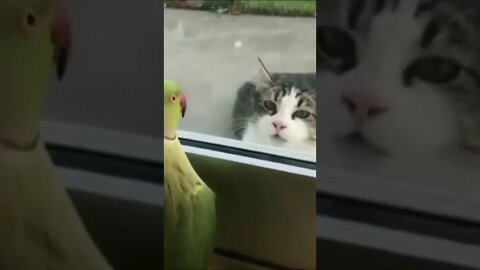 Funny Cat , Funny Bird Funny Animal #shorts. #funnybird #funnycat #funnyanimalvideo