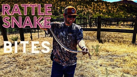 Rattle Snake Buffalo Bites