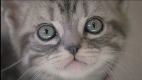 Dear Kitten - Beginnings - TV ad for Purina Friskies