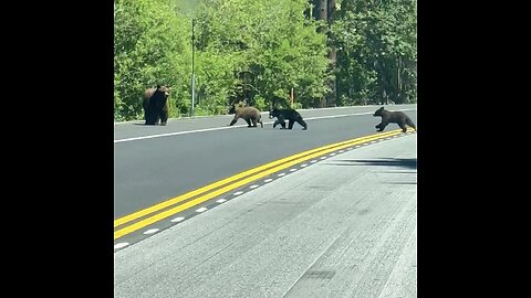 MAMA BEAR GUIDES HER CUBS ACROSS HIGHWAY IN LAKE TAHOE VILLAGE