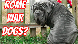 The Most Unusual Dog Breeds In The World!