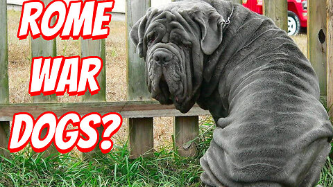 The Most Unusual Dog Breeds In The World!