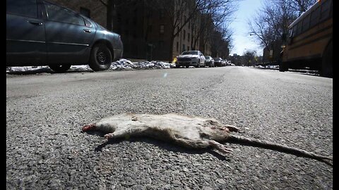 New York City Rat Problem so Bad Now They're a Tourist Attraction