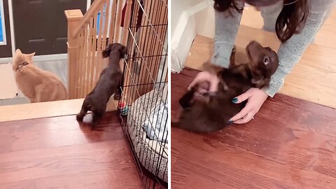 Adorable puppy wiggles and rolls for favorite aunt