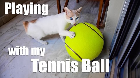 Cat Playing With Giant Tennis Ball