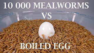 10 000 MEALWORMS VS ONE EGG