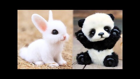 top 10 exotic cute pet animals || very very cute pet aniamals || best animals to pet at home