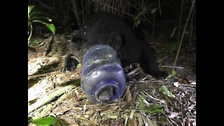 Florida black bear gets head stuck in plastic container for nearly a month