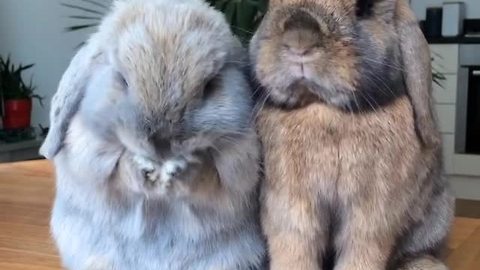 Pair of bunnies adorably enjoy snack