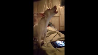 Puppy Humorously Howls At Animal Video On Tablet