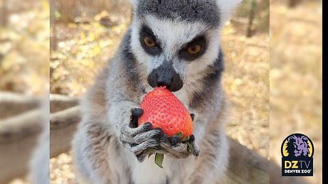 Our Lemurs Love Their Fruits and Veggies!