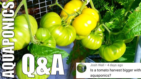 Aquaponics Q&A from YouTube Stories