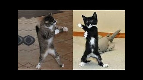 FUNNY CATS COMPILATION 202 😂 The Best Funny Cat Videos!😸 😸