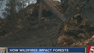 How Wildfires Will Impact Great Smoky Mountains, Forest