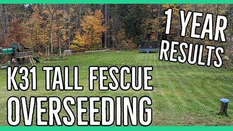 K31 Tall Fescue Overseeding With Results ||One Year Old Lawn||
