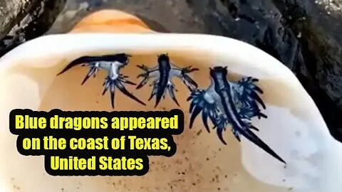 Blue dragons appeared on the coast of Texas United States