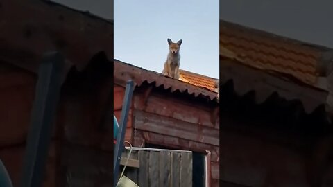 🦊Urban fox is on a shed roof checking things out #SHORTS