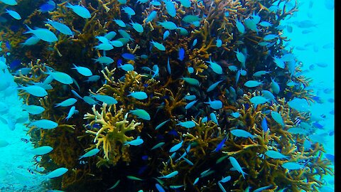 Mesmerizing blue fish fill every crevice in coral head