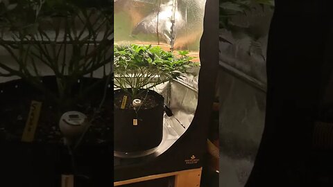 When to flip cannabis into flower. #cannabisgrower #organiccannabis #skunk #weddingcake #shiskabarry