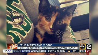 The Maryland 2,000 aims to find homes for cats and kittens