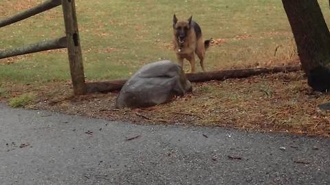 Dog Tries to Carry a Massive Tree Branch But Gets Stuck In The Process