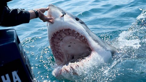 SHARK WARNS IRRESPONSIBLE SCUBA DIVER|GREAT WHITE SHARK|