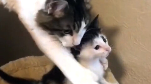 Funny video of mother cat and baby cat