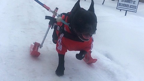 Paralyzed dog plays in the snow on skis