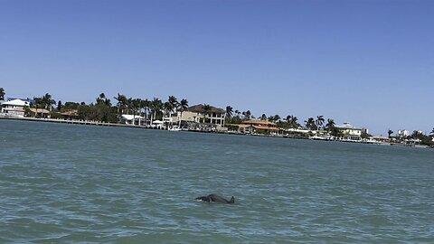 Dolphins Hunt In East Marco Bay (Widescreen) #Snook #Dolphin #Pelican #EastMarcoBay #4K #DolbyVision