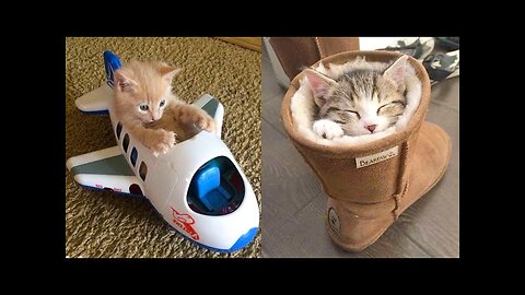 Baby Cats - Cute and Funny Cat Videos Compilation #21 _ Aww Animals