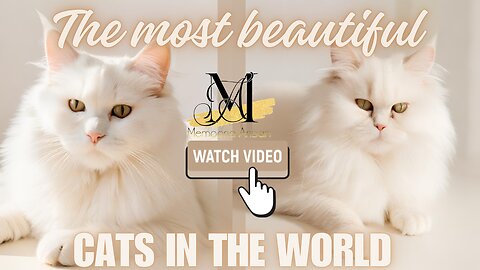 The most beautiful cats in the World