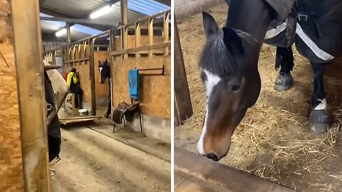 Horse Kicks Stable Door Off Its Hinges