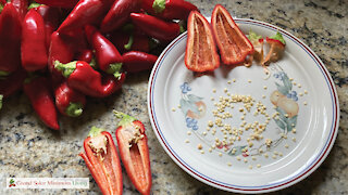 Saving Pepper Seeds