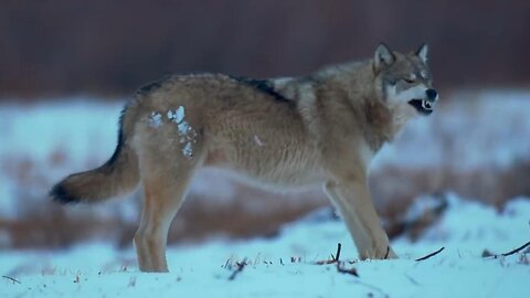 Wolf Pack Takes on a Polar Bear - | Wildlife: The Big Freeze