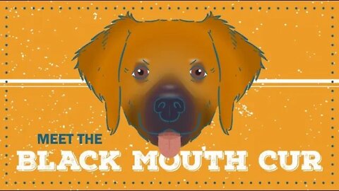 Black Mouth Cur | CKC Breed Facts & Profile