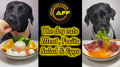 The Dog Eats Meat, Fruits, Salad & Eggs