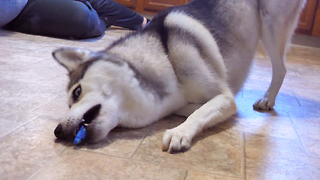 Husky loses it over micro robotic toy