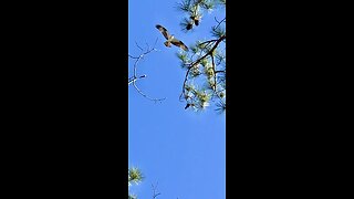 The Osprey’s are hunting the perfect place to build their love nest.