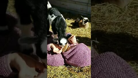 #goats #cute #farmanimals #babygoat #homesteading #homesteadlife #farm #farmlife #babygoats #vlog