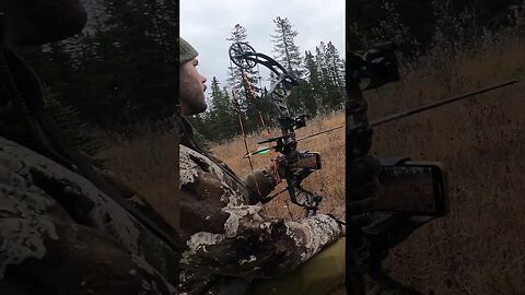Calling for Elk while Bowhunting #bowhunter #bowhunting #bowhunt #hunting #hunter