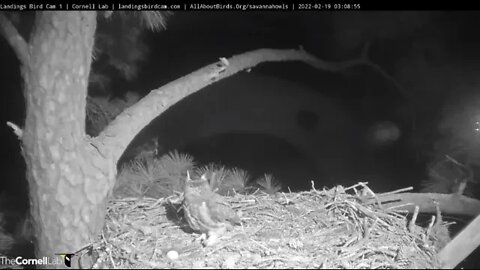 🥚 Mom Brings a Rat Back to The Nest 🦉 2 /19/22 03:07