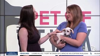 Pet of the Week: Loretta