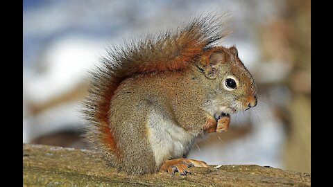 Siberia Squirrel Feeding Animal Animals In Nature